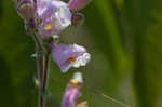 Eustis Lake beardtongue